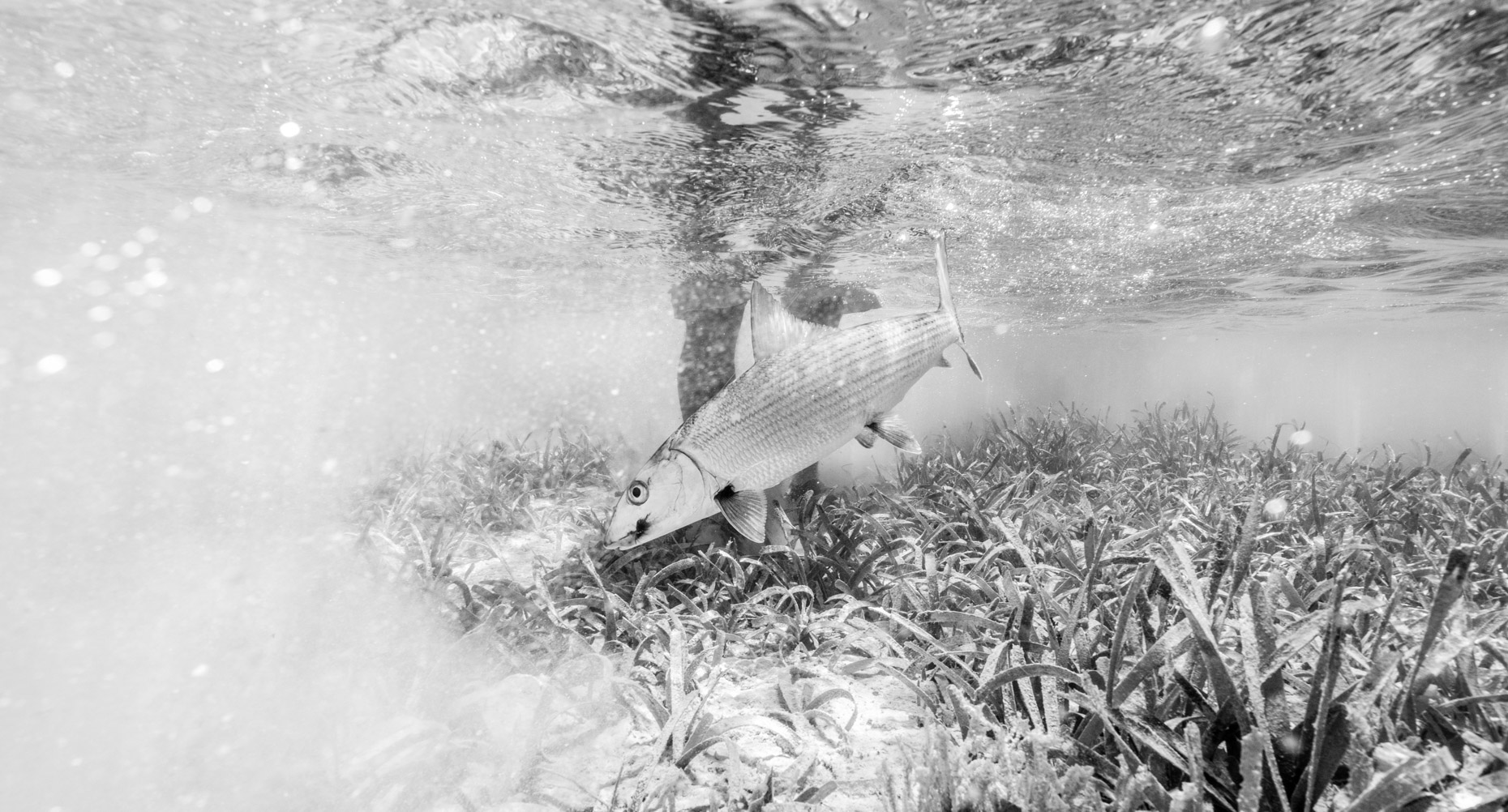 Will_Graham_Tailwaters_FlyFishGuanaja_3_18-255